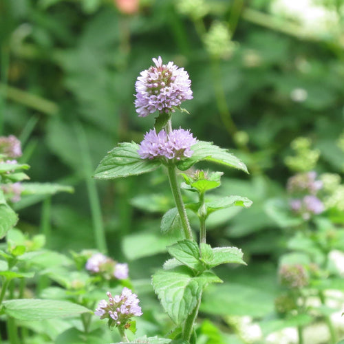 Water Mint | Mentha aquatica Pond Plants