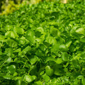 Watercress | Rorippa nasturtium aquaticum Pond Plants