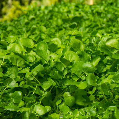 Watercress | Rorippa nasturtium aquaticum Pond Plants