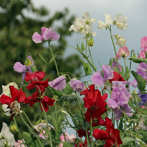 Spencer Sweet Pea Collection Annual Bedding