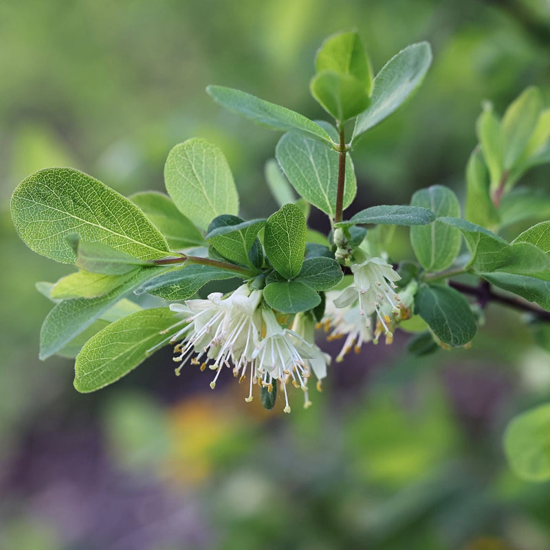 'Kamtschatica' Honeyberry Bush Soft Fruit