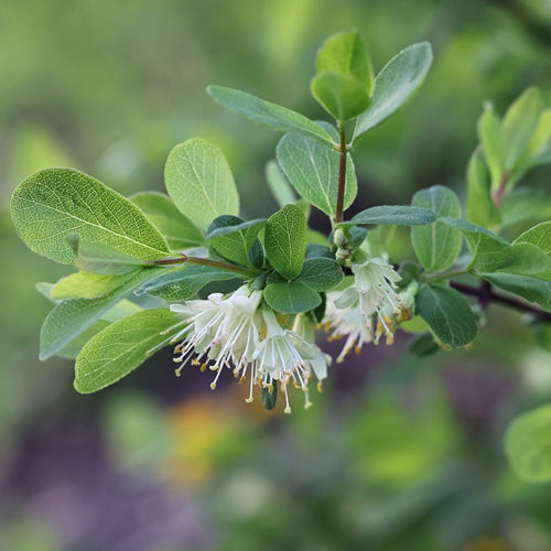 'Blue Velvet' Honeyberry Bush Soft Fruit