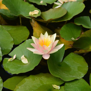 Large Water Lily | Nymphaea 'Paul Hariot' Pond Plants