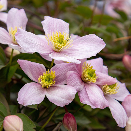 Clematis montana 'Rubens' Climbing Plants