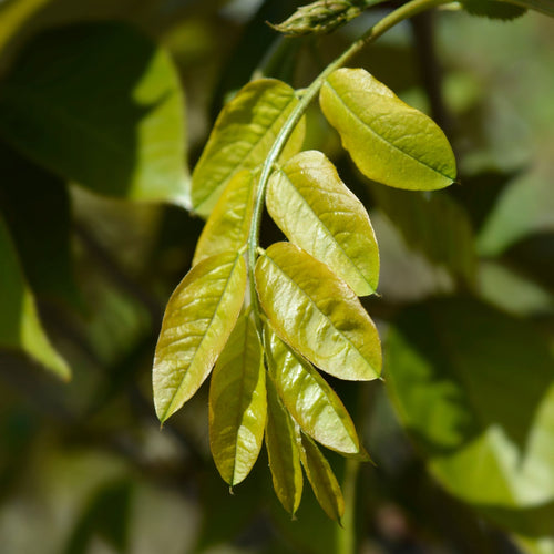 'Pink Cascade' False Acacia Tree | Robinia pseudoacacia Ornamental Trees