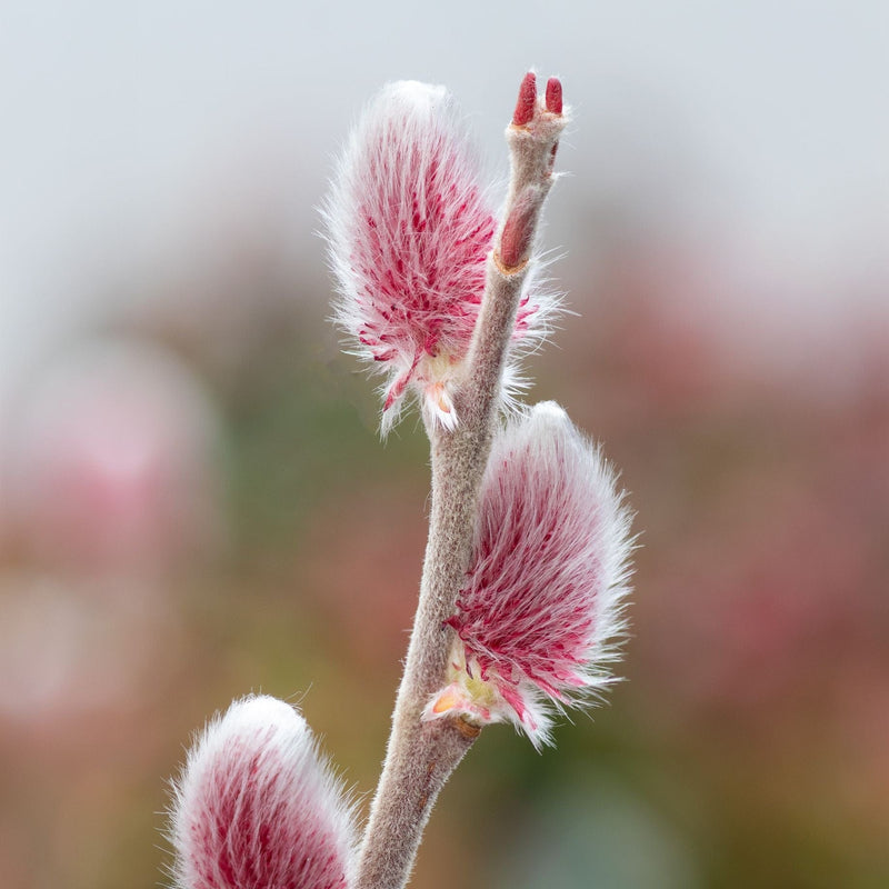 Pink Pussy Willow Tree | Salix gracilistyla 'Mount Aso' Ornamental Trees