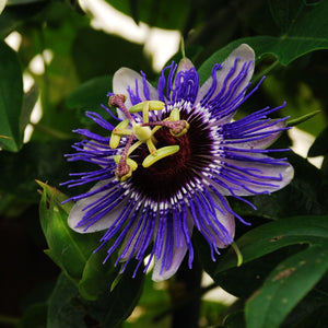 Purple Passion Flower | Passiflora 'Purple Haze' Climbing Plants