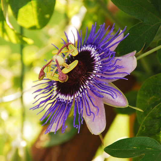 Purple Passion Flower | Passiflora 'Purple Haze' Climbing Plants