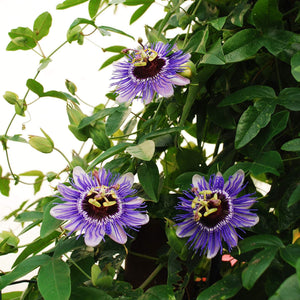 Purple Passion Flower | Passiflora 'Purple Haze' Climbing Plants