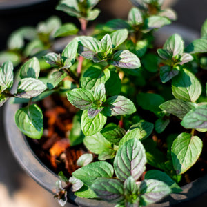 Black Pepper Mint Plant Vegetables