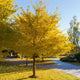 Ginkgo Biloba | Maidenhair Tree Ornamental Trees