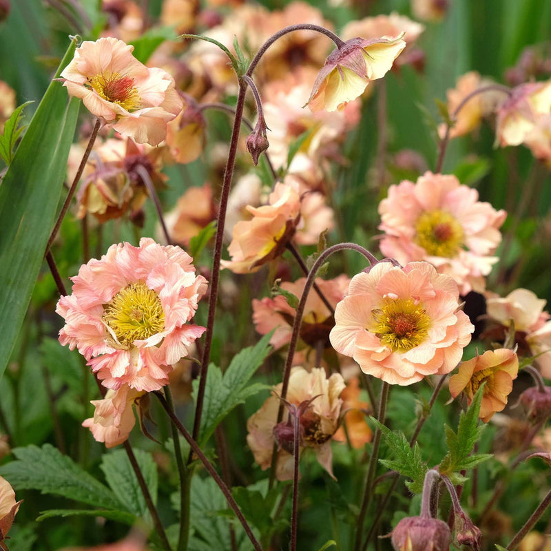 Geum Mai Tai Perennial Bedding
