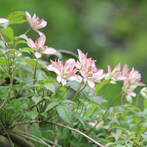 Clematis montana 'Marjorie' Climbing Plants
