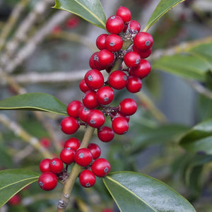 Holly | Ilex aquifolium 'J.C. van Tol' Shrubs