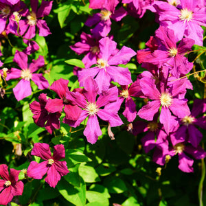 Clematis viticella 'Madame Julia Correvon' Climbing Plants