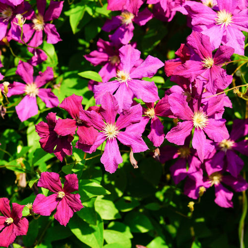 Clematis viticella 'Madame Julia Correvon' Climbing Plants