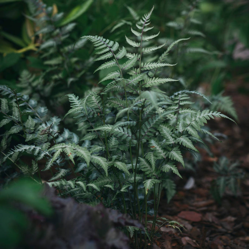 Japanese Painted Fern | Athyrium niponicum metallicum Pond Plants