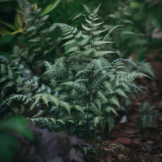 Japanese Painted Fern | Athyrium niponicum metallicum Pond Plants