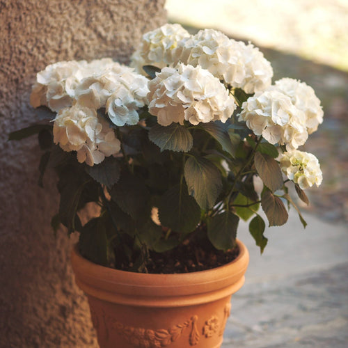Hydrangea macrophylla 'Little White' Shrubs