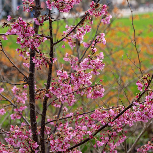 'Kursar' Dwarf Cherry Blossom Tree Ornamental Trees