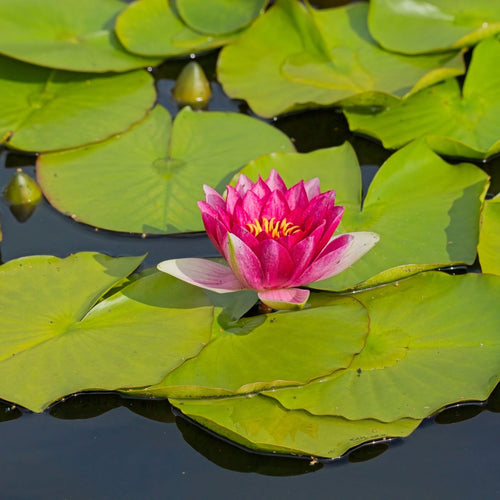 Red Water Lily | Nymphaea 'Attraction' Pond Plants