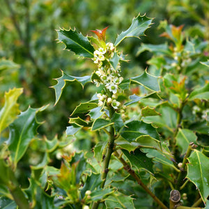 Holly 'Alaska' | Ilex aquifolium Shrubs