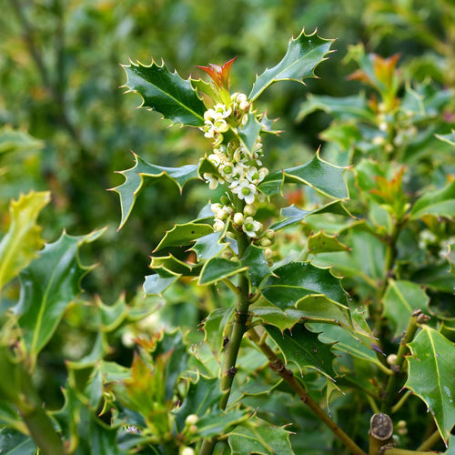 Holly 'Alaska' | Ilex aquifolium Shrubs