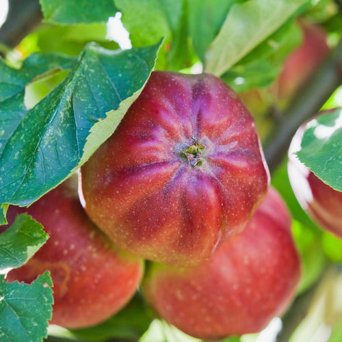 'Bloody Ploughman' Apple Tree Fruit Trees