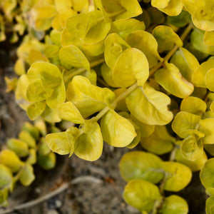 Golden Creeping Jenny | Lysimachia nummularia 'Aurea' Pond Plants