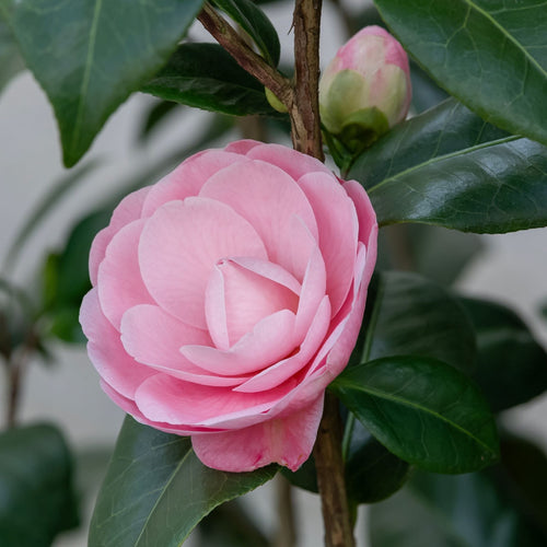 Camellia japonica 'Nuccio's Cameo' Shrubs