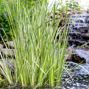 Variegated Sweet Flag | Acorus calamus 'Variegatus' Pond Plants