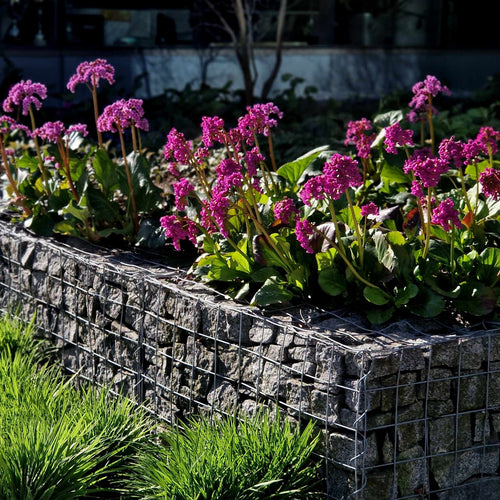 Elephant's Ears | Bergenia 'Rotblum' Perennial Bedding
