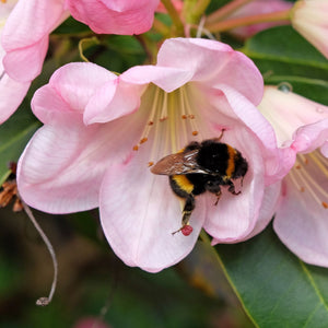 Rhododendron 'Percy Wiseman' Shrubs