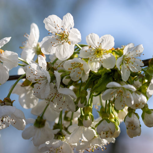 'Sunburst Improved' Patio Cherry Tree Fruit Trees