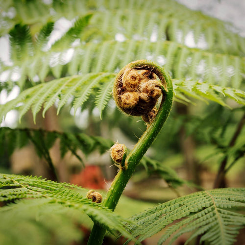 Soft Tree Fern | Dicksonia antarctica Ornamental Trees