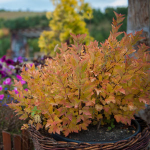 Spiraea japonica 'Firelight' Shrubs