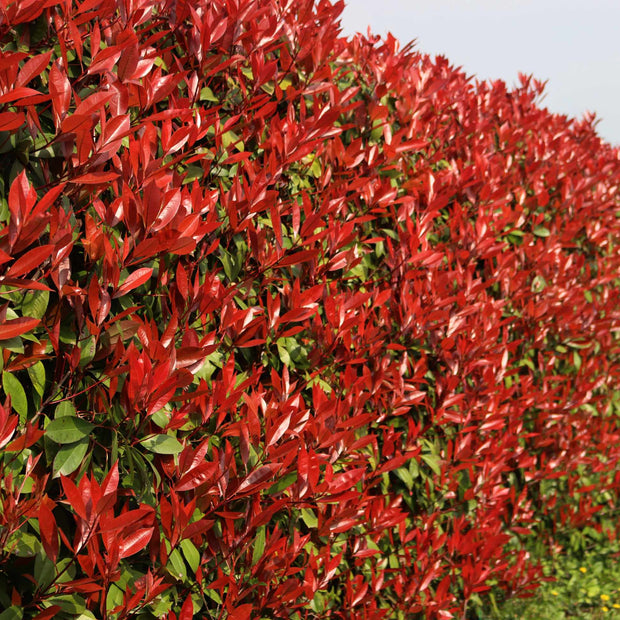 Photinia 'Red Robin' Shrubs