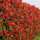 Photinia 'Red Robin' Shrubs