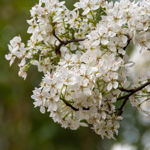 Ornamental Pear Tree | Pyrus 'Chanticleer' Ornamental Trees