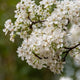 Ornamental Pear Tree | Pyrus 'Chanticleer' Ornamental Trees