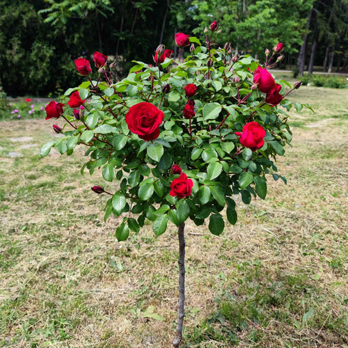 Red Standard Rose | 'Precious Ruby' Shrubs