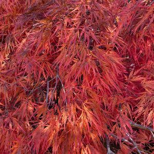 Japanese Maple Tree | Acer palmatum 'Orangeola' Ornamental Trees