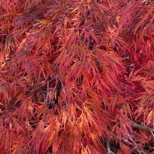 Japanese Maple Tree | Acer palmatum 'Orangeola' Ornamental Trees