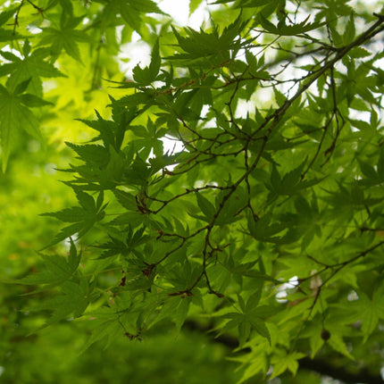 Japanese Maple Tree | Acer palmatum 'Shidava Gold' Ornamental Trees