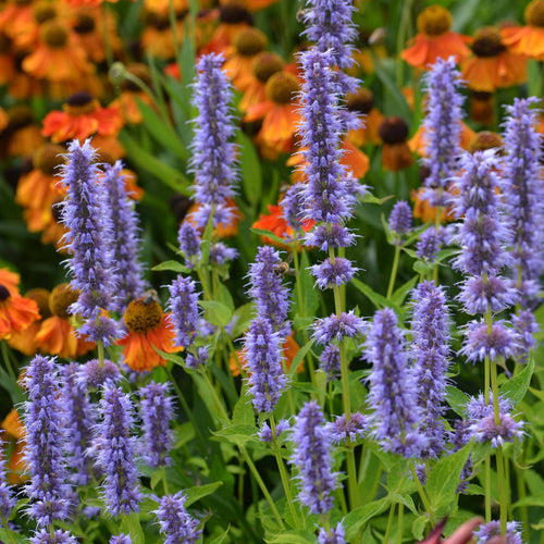 Mexican Giant Hyssop | Agastache 'Blue Fortune' Perennial Bedding