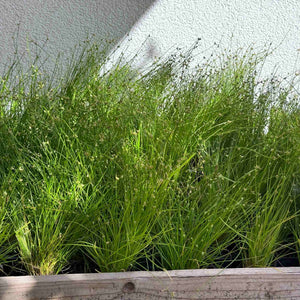 Oxygenating Fibre Optic Plant | Isolepis cernua Pond Plants