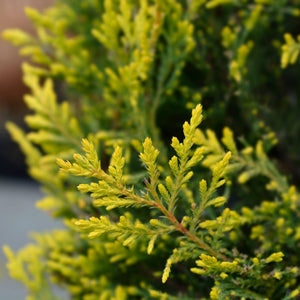 Golden Leyland Cypress | Cupressocyparis leylandii 'Castlewellan Gold' Ornamental Trees