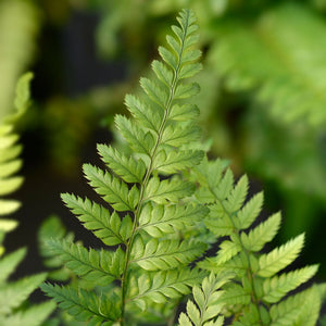 Korean Rock Fern | Polystichum tsussimense Perennial Bedding