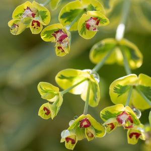 Euphorbia 'Ascot Rainbow' Perennial Bedding