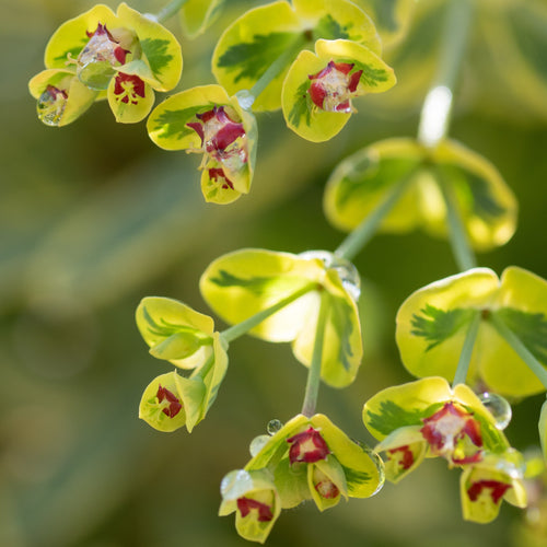 Euphorbia 'Ascot Rainbow' Perennial Bedding